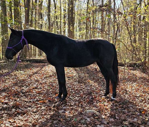 family-horse-kentucky-mountain