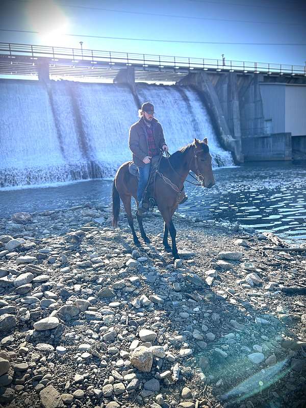 kentucky-mountain-mare