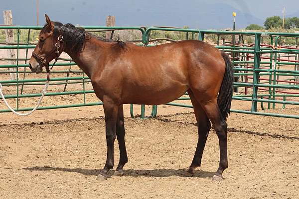 working-cattle-iberian-horse