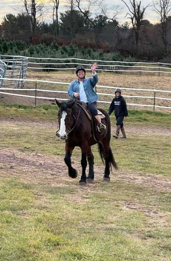 blaze-percheron-horse