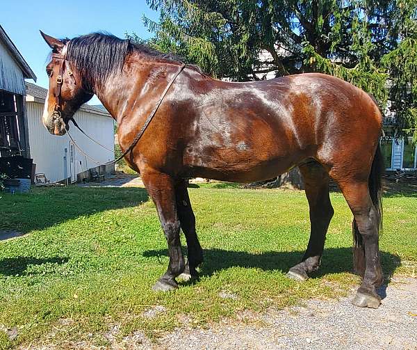 bug-percheron-horse