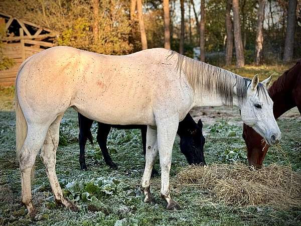 quarter-horse-mare