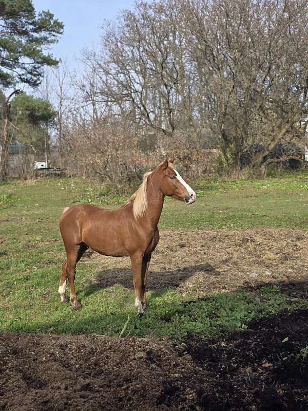 gelding-saddlebred-horse