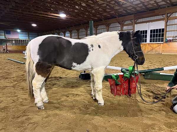 black-overo-companion-driving-horse