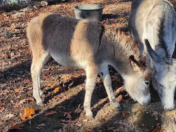 donkey-weanling