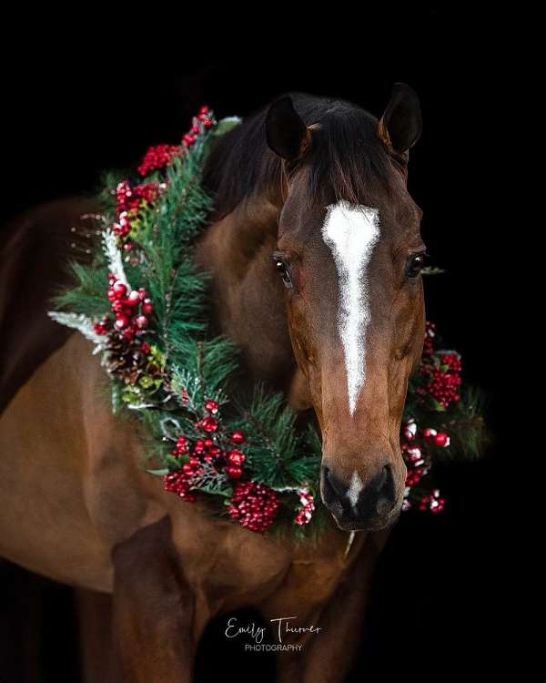 trakehner-gelding