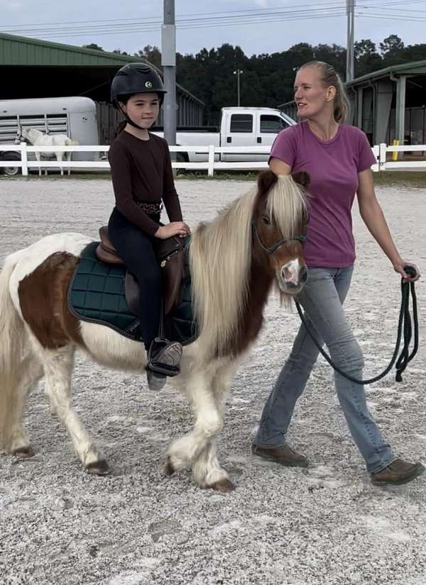 chestnut-overo-shetland-pony-gelding