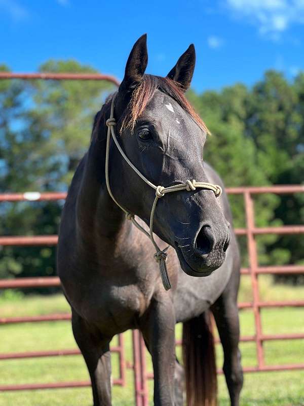 all-around-appendix-horse