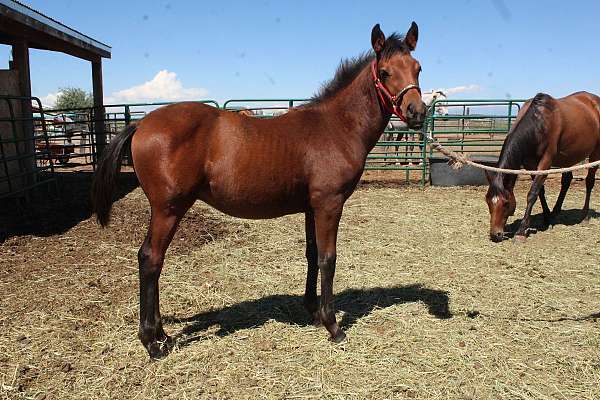 15-hand-iberian-colt