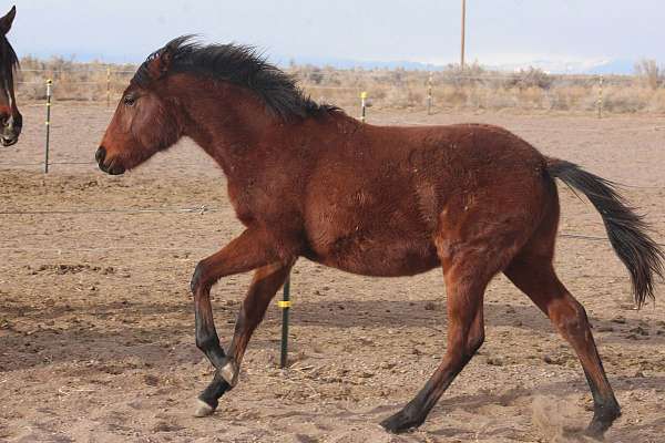 bold-iberian-horse