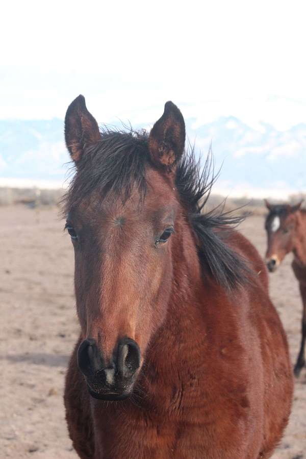 brave-iberian-horse