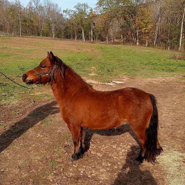 bay-buckskin-arabian-mare