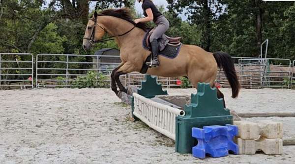 dressage-quarter-horse