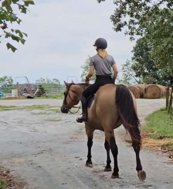 field-hunter-quarter-horse