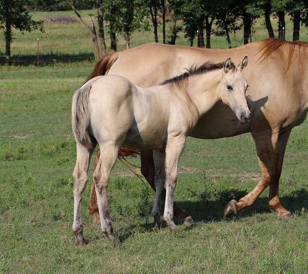 ben-mark-filly-broodmare