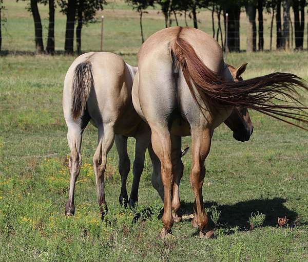 bueno-chex-filly-broodmare