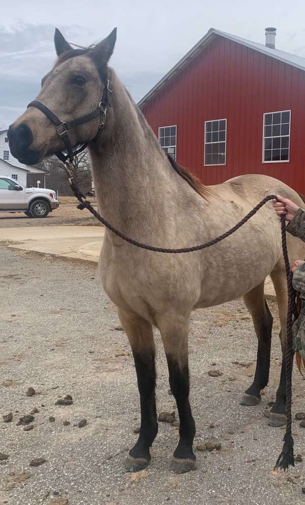 buckskin-beginner-dappled-horse