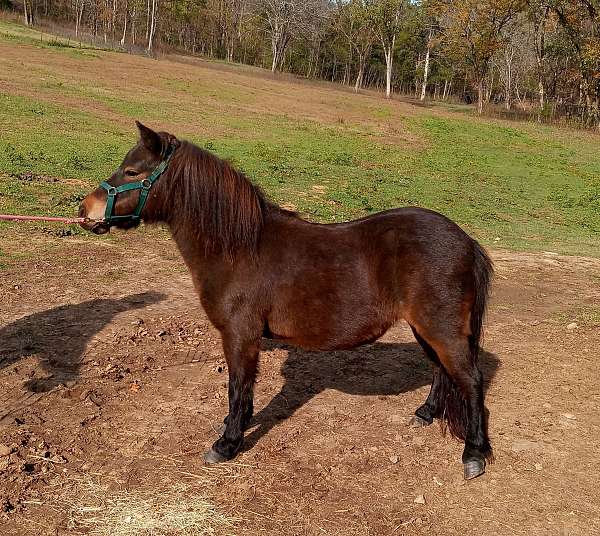 bay-buckskin-amha-mare