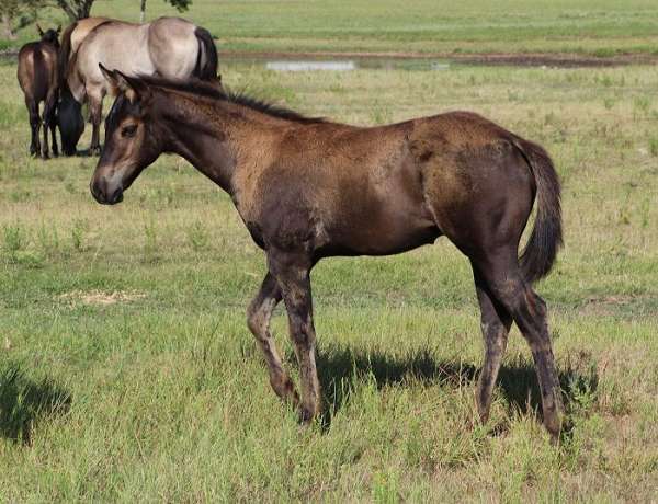 aqha-champion-colt