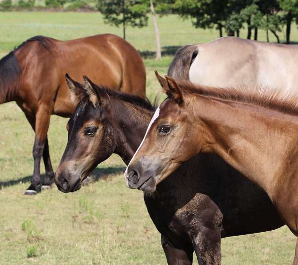 bred-to-colt