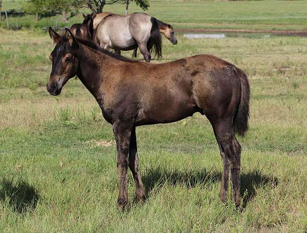 easy-to-train-colt