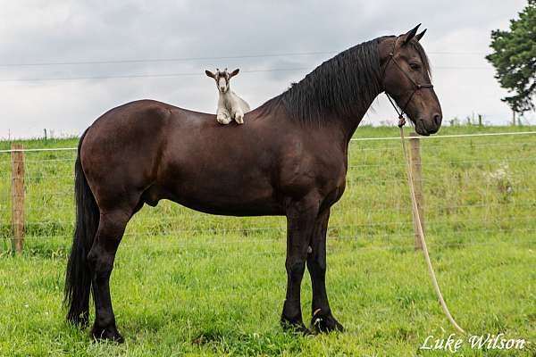 ohio-friesian-horse