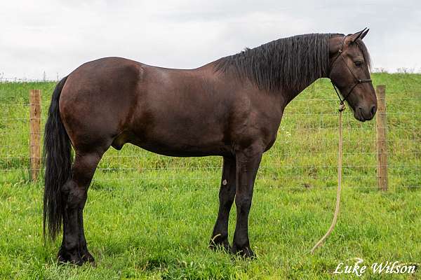 fshr-friesian-horse