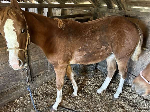 roan-flashy-flaxen-mane-horse