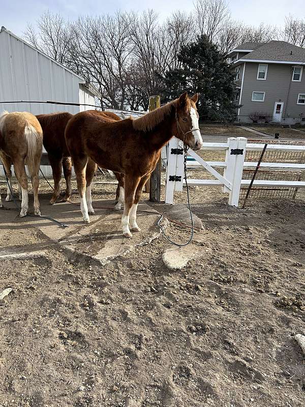 roan-flashy-flaxen-mane-horse