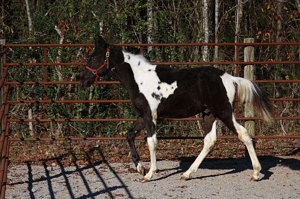 bathes-spotted-saddle-horse