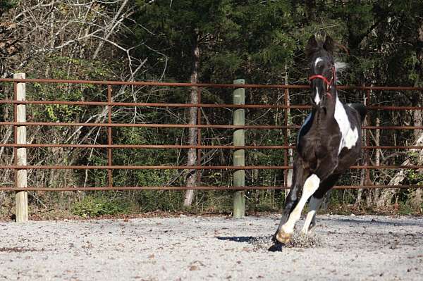 chance-spotted-saddle-horse