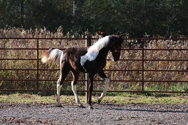 colt-spotted-saddle-horse