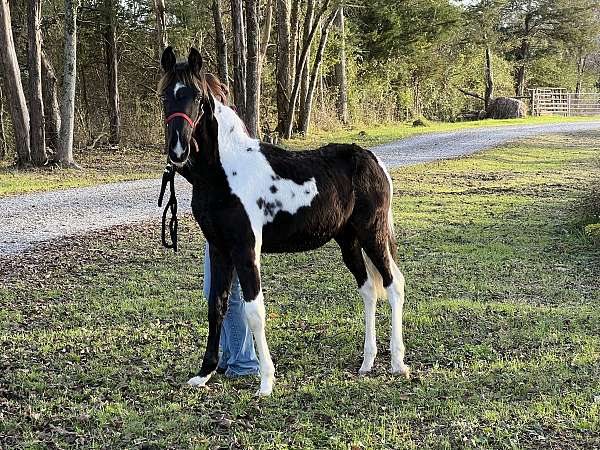 cream-spotted-saddle-horse