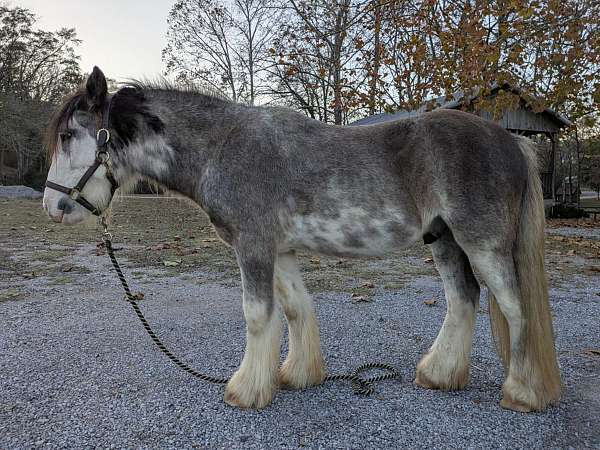 sabino-gvhs-stallion