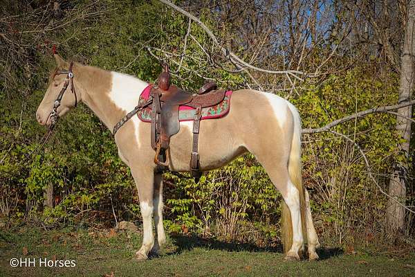 all-around-spotted-saddle-horse