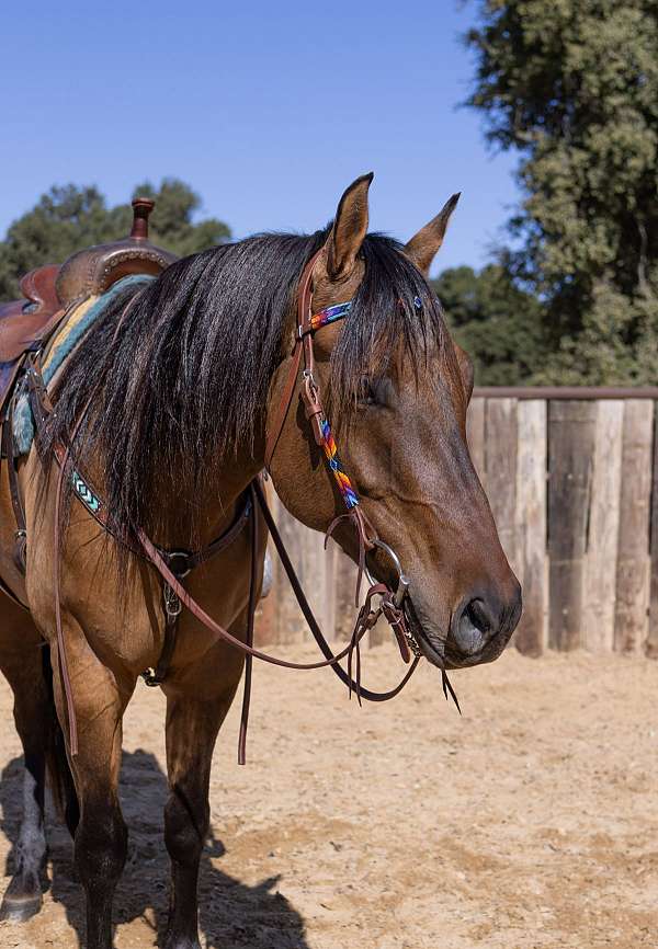 barrel-quarter-horse