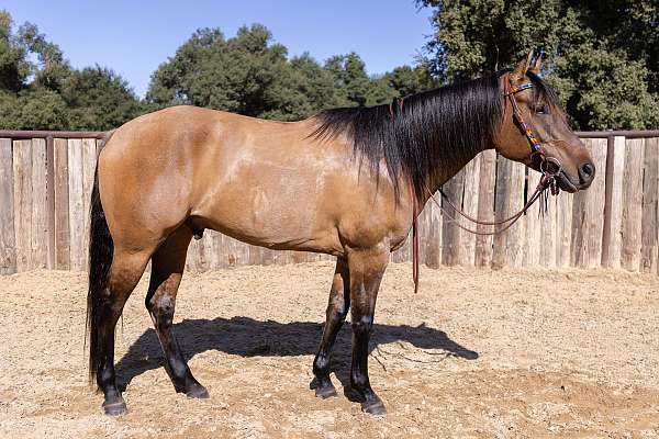 barrel-racing-quarter-horse