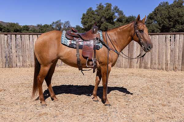 beginner-quarter-horse