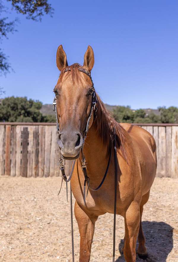 natural-horsemanship-training-quarter-horse