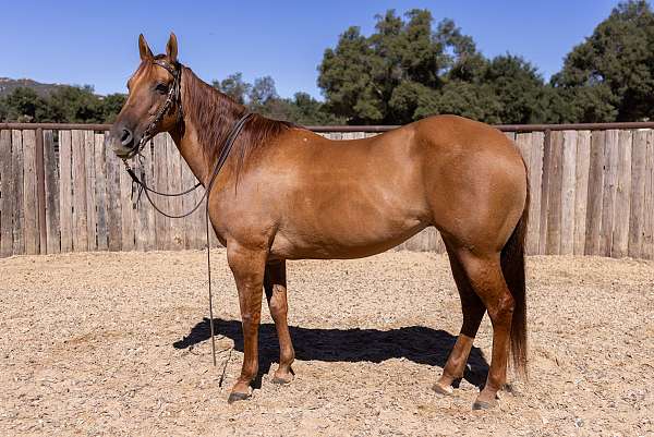 husband-safe-quarter-horse