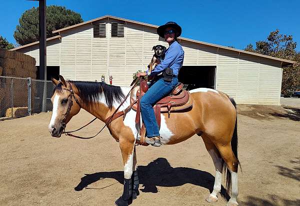 ranch-work-pinto-pony