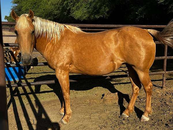 barrel-racing-quarter-horse