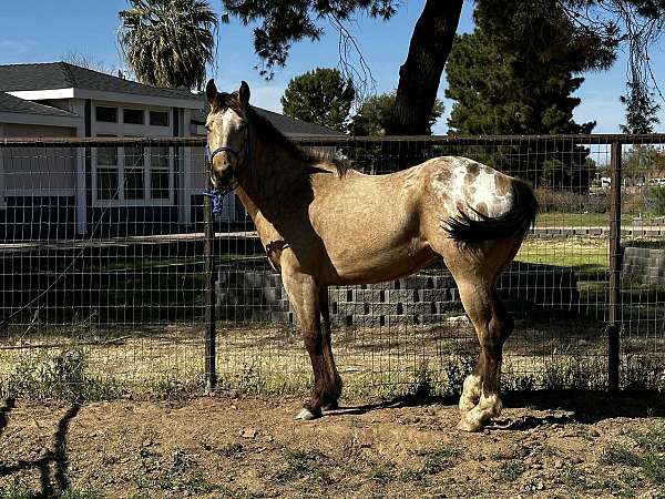 buckskin-spots-blanket-horse