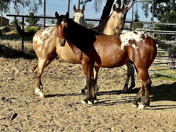 blanket-spots-horse