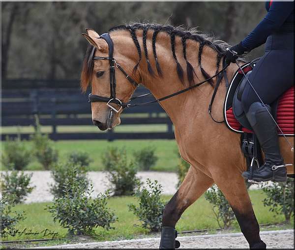 buckskin-ancce-gelding-yearling