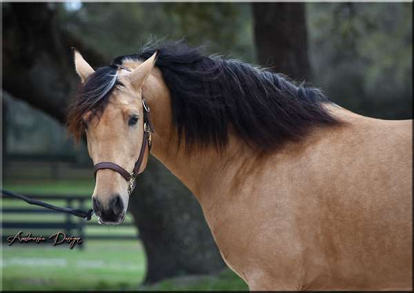 ancce-papers-andalusian-horse