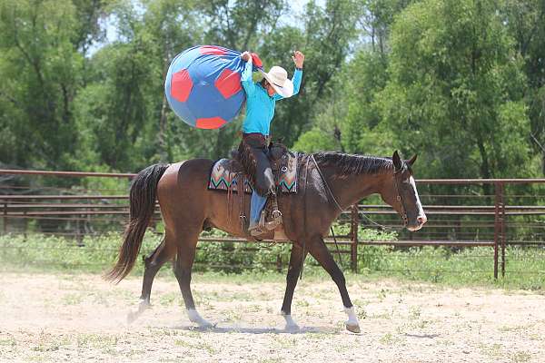 dressage-paint-horse