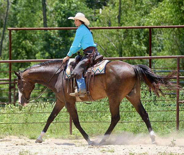 equitation-paint-horse