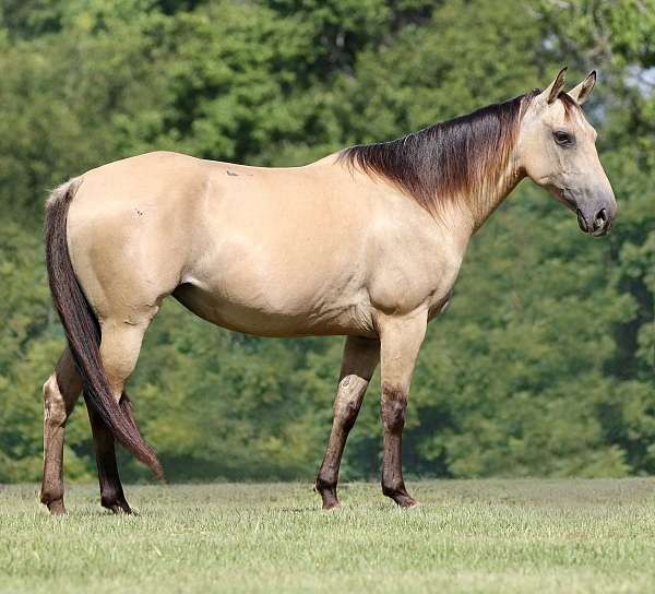 buckskin-dun-factor-pony