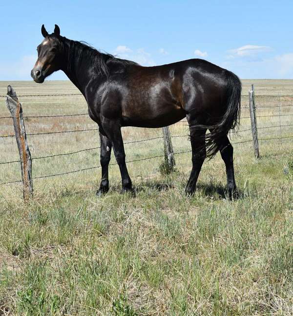 heel-colt-gelding